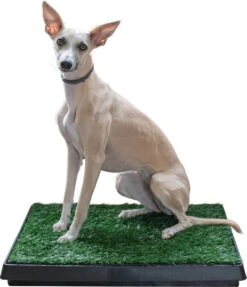 Adori Trainingsmat Gras - Hondentoilet - 50x63 Cm Multi-Color 8 Adori Trainingsmat Gras - Hondentoilet - 50x63 Cm Multi-Color -Hondenbenodigdheden 1034x1200 1