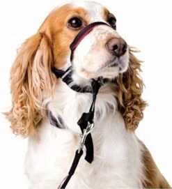 Halti OptiFit Headcollar - Hond - Anti Trekhalsband - Maat M - Voor Labrador, Boxer, Dobermann, Golden Retriever -Hondenbenodigdheden 1092x1200