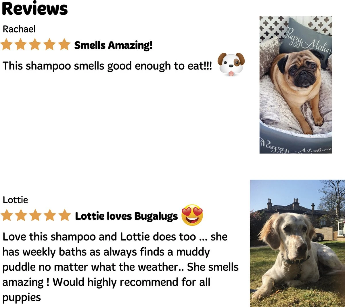 Bugalugs - Hondenshampoo - One In A Million - Alle Vachttypes - Fles Met Pompje - Vegan - 500 Ml 8 Bugalugs - Hondenshampoo - One In A Million - Alle Vachttypes - Fles Met Pompje - Vegan - 500 Ml - Afbeelding 6