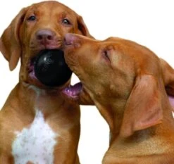 Kong Extreme Bal - Hondenspeelgoed - Zwart - S -Hondenbenodigdheden 1200x1132 5