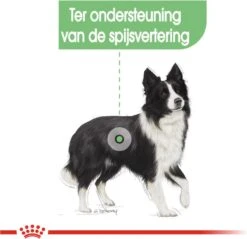 Royal Canin Digestive Care Medium - Hondenvoer - 12 Kg 16 Royal Canin Digestive Care Medium - Hondenvoer - 12 Kg -Hondenbenodigdheden 1200x1162 8
