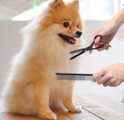 Petsify - Professionele 8-delige Huisdier Knipset - Effileerschaar Hond - Kam Hond - Schaar Hond - Katten Kam - Hondenschaar - Trimschaar Voor Honden - Kapperset - Zwart 11 Petsify - Professionele 8-delige Huisdier Knipset - Effileerschaar Hond - Kam Hond - Schaar Hond - Katten Kam - Hondenschaar - Trimschaar Voor Honden - Kapperset - Zwart -Hondenbenodigdheden 1200x1166 1