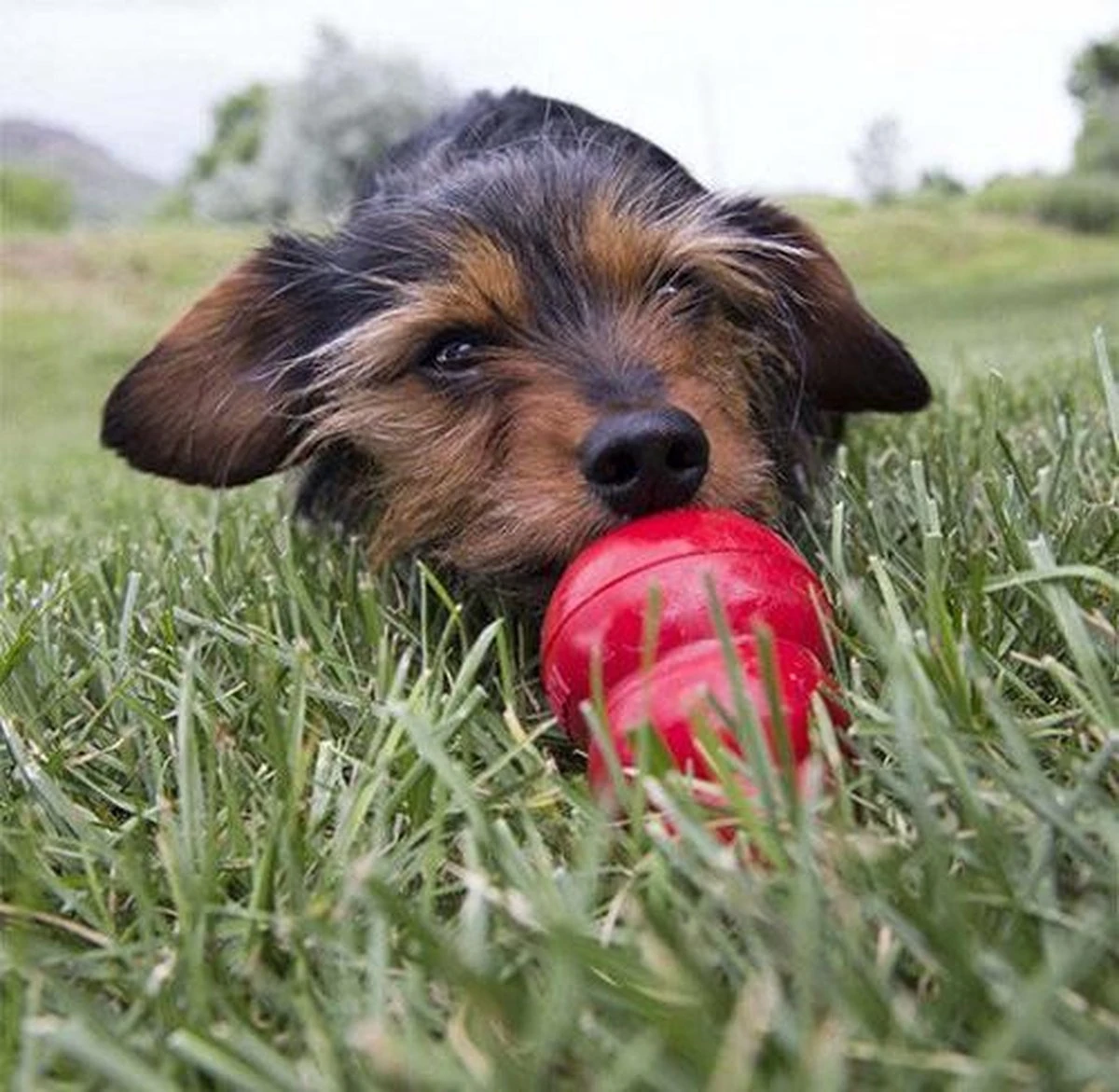 Kong Kauwbot - Hondenspeelgoed - Rood - L 13 Kong Kauwbot - Hondenspeelgoed - Rood - L - Afbeelding 11