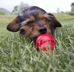 Kong Kauwbot - Hondenspeelgoed - Rood - M 35 Kong Kauwbot - Hondenspeelgoed - Rood - M -Hondenbenodigdheden 1200x1171 13