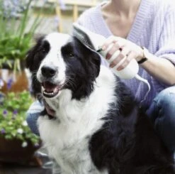 Merkloos HondenFöhn En Borstel - RVS Borstel - Huisdieren - 2 In 1 Hondenföhn -Hondenbenodigdheden 1200x1190 7