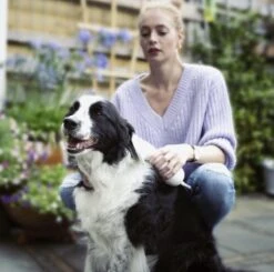 Merkloos HondenFöhn En Borstel - RVS Borstel - Huisdieren - 2 In 1 Hondenföhn -Hondenbenodigdheden 1200x1190 8