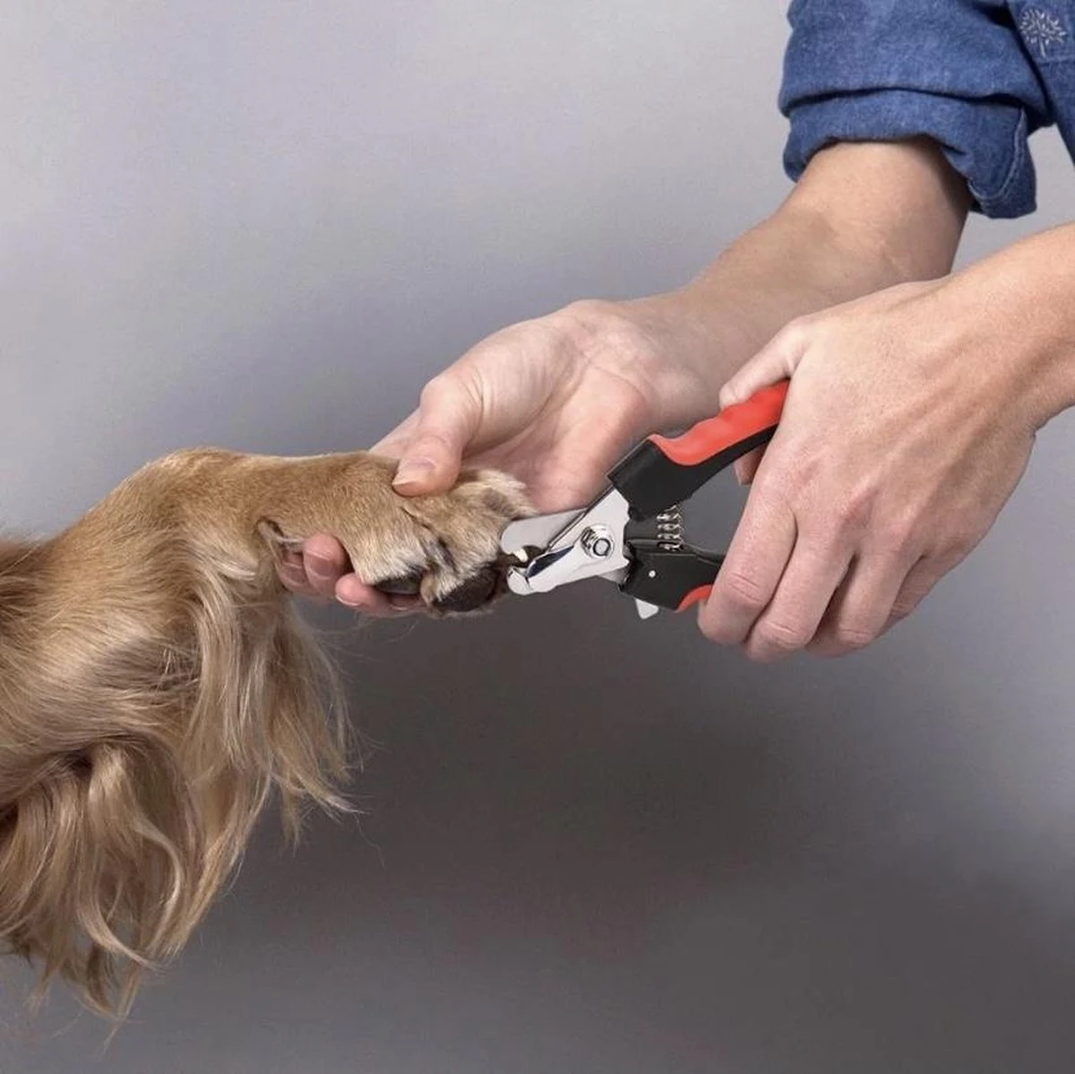 Merkloos Professionele Nagelschaar - Dieren Nagelschaar - Rood & Zwart - Honden Nagelknipper - Hondennagels - Honden Knip Schaar - Honden Knipsch 8 Merkloos Professionele Nagelschaar - Dieren Nagelschaar - Rood & Zwart - Honden Nagelknipper - Hondennagels - Honden Knip Schaar - Honden Knipsch - Afbeelding 6