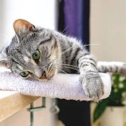 Pfotenolymp® Premium Window Baars/Krabmat Voor Katten Bij Het Raam - Vensterbank/Kattenbank Voor De Vensterbank - Zit/Ligstoel Voor Katten -Hondenbenodigdheden 1200x1199 29