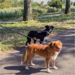 Rebel Petz - Dubbele Verstelbare Hondenriem Voor Twee Honden - Met Draaibare Sluiting En Zacht Handvat - Small En Large - Large (140 Cm Lang, Ø 12 Mm) -Hondenbenodigdheden 1200x1200 108