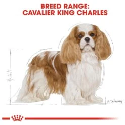 Royal Canin Cavalier King Charles Adult - Hondenvoer - 7,5 Kg -Hondenbenodigdheden 1200x1200 1197