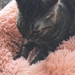 Snoozle Donut Hondenmand - Zacht En Luxe Hondenkussen - Wasbaar - Fluffy - Hondenmanden - 50cm - Grijs 23 Snoozle Donut Hondenmand - Zacht En Luxe Hondenkussen - Wasbaar - Fluffy - Hondenmanden - 50cm - Grijs -Hondenbenodigdheden 1200x1200 1435