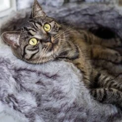 District 70 NORDIC - Luxe Kattenmand Op Pootjes - 40x30x25cm In Silver - Silver -Hondenbenodigdheden 1200x1200 1466