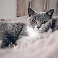 District 70 FUZZ - Hondenmand Comfortabel En Zacht Pluche - Zand, Oudroze, Donkergrijs En Lichtgrijs In S/M/L/XL - Maat: Large, Kleur: Zand -Hondenbenodigdheden 1200x1200 1509