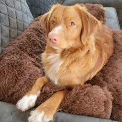 Origineel Hondendeken Voor Bank– Hondenkleed Fluffy – Pluche Hondenbed - Hondenmand Premium - Volledig Afritsbaar 19 Origineel Hondendeken Voor Bank– Hondenkleed Fluffy – Pluche Hondenbed - Hondenmand Premium - Volledig Afritsbaar -Hondenbenodigdheden 1200x1200 1564