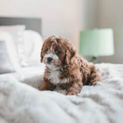 Fluffy Blanket - Pluche Hondendeken - 120 X 100 CM - Grijs - Voor De Auto Of Bank - Fleece -Hondenbenodigdheden 1200x1200 1644