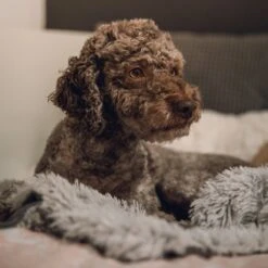 Fluffy Blanket - Pluche Hondendeken - 120 X 100 CM - Grijs - Voor De Auto Of Bank - Fleece -Hondenbenodigdheden 1200x1200 1645