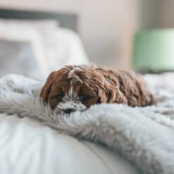 Fluffy Blanket - Pluche Hondendeken - 120 X 100 CM - Grijs - Voor De Auto Of Bank - Fleece -Hondenbenodigdheden 1200x1200 1646