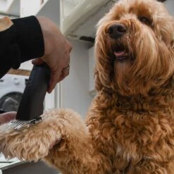 Clipr Ultimate 2-speed Hondentondeuse Op Accu 14 Clipr Ultimate 2-speed Hondentondeuse Op Accu -Hondenbenodigdheden 1200x1200 165