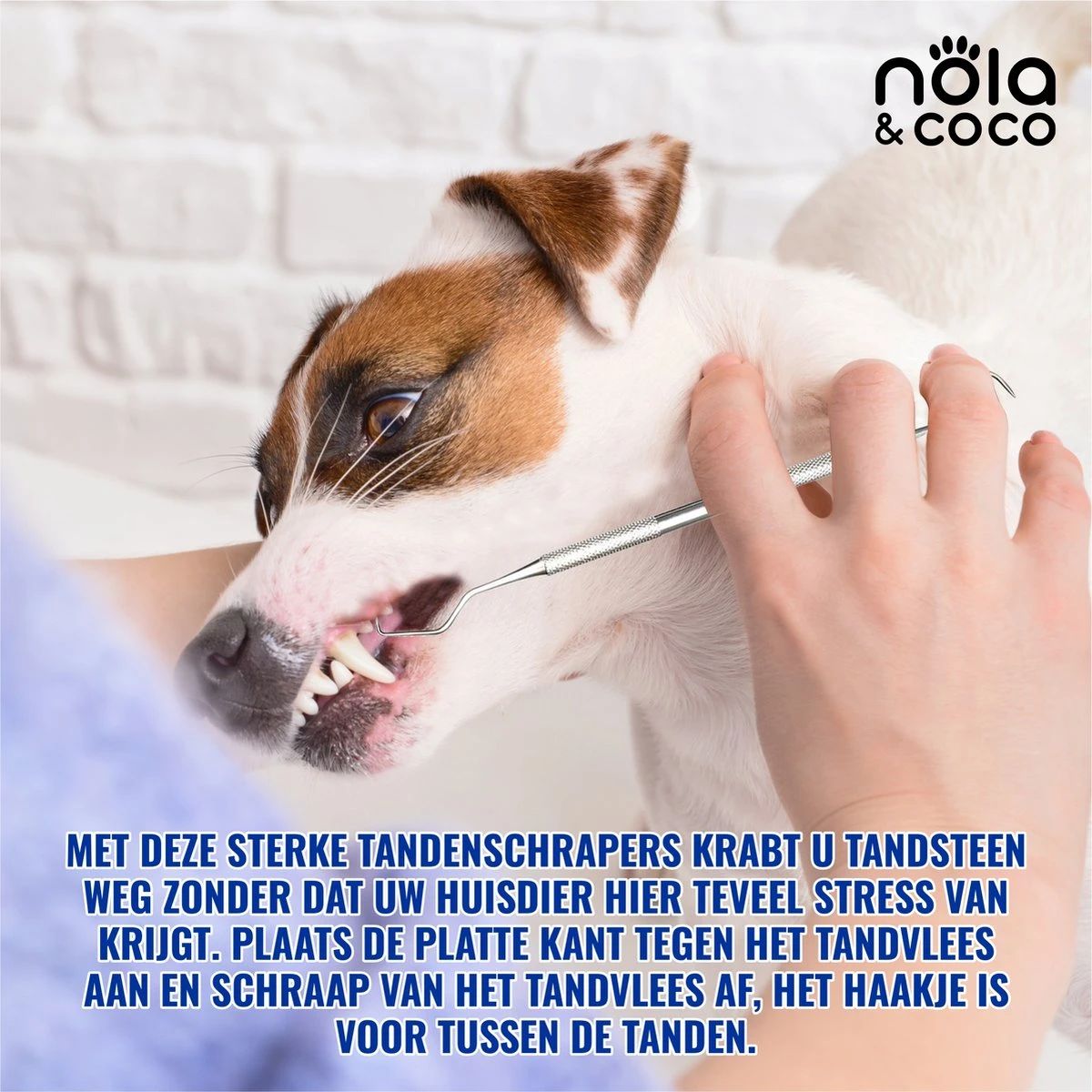 Nola & Coco® Tandsteen Verwijderaar Set Inclusief Bewaardoosje - Tandenkrabber - Set Van Twee - Hond - Kat - Tandenborstel - Tandplak Verwijderen - Tandenstoker - Honden Tanden Schoonmaken - Tandenhaakje - Gebitsreiniging 8 Nola & Coco® Tandsteen Verwijderaar Set Inclusief Bewaardoosje - Tandenkrabber - Set Van Twee - Hond - Kat - Tandenborstel - Tandplak Verwijderen - Tandenstoker - Honden Tanden Schoonmaken - Tandenhaakje - Gebitsreiniging - Afbeelding 6