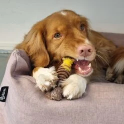 Nylabone Extreme Kauwbot Textuur Met Rund- En Kaassmaak -Hondenbenodigdheden 1200x1200 1705