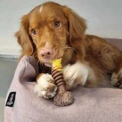 Nylabone Extreme Kauwbot Textuur Met Rund- En Kaassmaak -Hondenbenodigdheden 1200x1200 1707