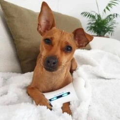 Cheerble Wickedbone|Automatisch Hondenspeeltje|Interactief En Intelligent Speelgoed Voor Honden|App & Bluetooth Bestuurbaar|USB Oplaadbaar -Hondenbenodigdheden 1200x1200 1917