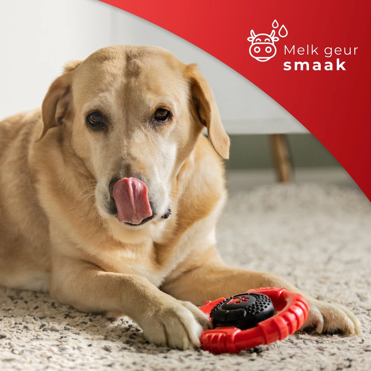 Kauwbot Stuurwiel 2.0 Extra Sterk Melk Geur Smaak En Piep Honden Speelgoed - Kauwspeelgoed Bot Hond - Dutchwide 7 Kauwbot Stuurwiel 2.0 Extra Sterk Melk Geur Smaak En Piep Honden Speelgoed - Kauwspeelgoed Bot Hond - Dutchwide - Afbeelding 5