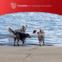 Kauwbot Stuurwiel 2.0 Extra Sterk Melk Geur Smaak En Piep Honden Speelgoed - Kauwspeelgoed Bot Hond - Dutchwide 16 Kauwbot Stuurwiel 2.0 Extra Sterk Melk Geur Smaak En Piep Honden Speelgoed - Kauwspeelgoed Bot Hond - Dutchwide -Hondenbenodigdheden 1200x1200 1929