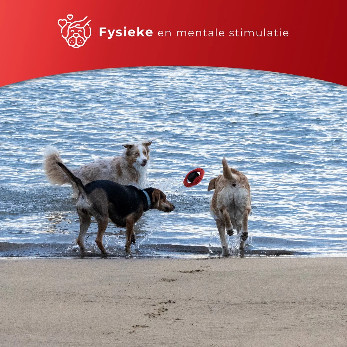 Kauwbot Stuurwiel 2.0 Extra Sterk Melk Geur Smaak En Piep Honden Speelgoed - Kauwspeelgoed Bot Hond - Dutchwide 8 Kauwbot Stuurwiel 2.0 Extra Sterk Melk Geur Smaak En Piep Honden Speelgoed - Kauwspeelgoed Bot Hond - Dutchwide - Afbeelding 6