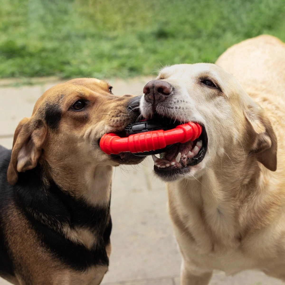 Kauwbot Stuurwiel 2.0 Extra Sterk Melk Geur Smaak En Piep Honden Speelgoed - Kauwspeelgoed Bot Hond - Dutchwide 10 Kauwbot Stuurwiel 2.0 Extra Sterk Melk Geur Smaak En Piep Honden Speelgoed - Kauwspeelgoed Bot Hond - Dutchwide - Afbeelding 8