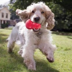 Kong Kauwbot - Hondenspeelgoed - Rood - L 26 Kong Kauwbot - Hondenspeelgoed - Rood - L -Hondenbenodigdheden 1200x1200 1936