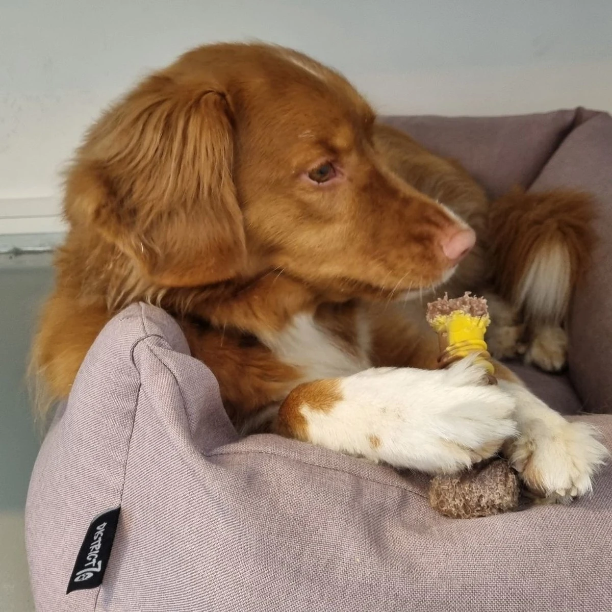 Nylabone Extreme Kauwbot Met Rund- En Kaassmaak - Voor Krachtige Kauwers - In S/M/XL - X-Large 4 Nylabone Extreme Kauwbot Met Rund- En Kaassmaak - Voor Krachtige Kauwers - In S/M/XL - X-Large - Afbeelding 2