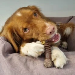 Nylabone Extreme Kauwbot Met Rund- En Kaassmaak - Voor Krachtige Kauwers - In S/M/XL - X-Large 29 Nylabone Extreme Kauwbot Met Rund- En Kaassmaak - Voor Krachtige Kauwers - In S/M/XL - X-Large -Hondenbenodigdheden 1200x1200 1940