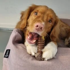 Nylabone Extreme Kauwbot Met Rund- En Kaassmaak - Voor Krachtige Kauwers - In S/M/XL - X-Large 32 Nylabone Extreme Kauwbot Met Rund- En Kaassmaak - Voor Krachtige Kauwers - In S/M/XL - X-Large -Hondenbenodigdheden 1200x1200 1942