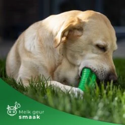 Tandenborstel Hond Melk Geur Smaak En Piep Honden Speelgoed Dog Toy - Krokodil Groen - Dutchwide -Hondenbenodigdheden 1200x1200 1958