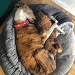 Merkloos Hondenknuffel - Puppyknuffel Met Hartslag - Knuffel Met Hartslag - Antistress Hond - Hondenspeelgoed -Hondenbenodigdheden 1200x1200 1983