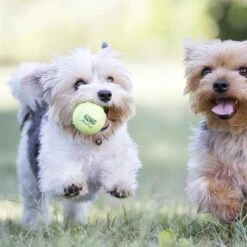 Kong Air Squacker Tennisbal - Hondenspeelgoed - Geel - M - Ø7,1 Cm 19 Kong Air Squacker Tennisbal - Hondenspeelgoed - Geel - M - Ø7,1 Cm -Hondenbenodigdheden 1200x1200 2033