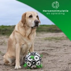 Honden Speelgoed Bal Voetbal Extra Sterk Met Handvaten Ball Hondenbal - 15 Cm - Dutchwide 18 Honden Speelgoed Bal Voetbal Extra Sterk Met Handvaten Ball Hondenbal - 15 Cm - Dutchwide -Hondenbenodigdheden 1200x1200 2037