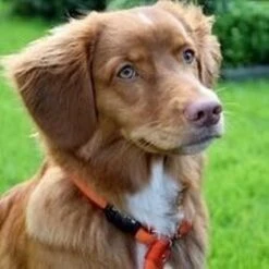 Rebel Petz - Honden Trainingslijn Met Halsband - Taupe, Zwart, Groen & Oranje - Maat Small Of Large - Kleur: Oranje, Maat: Large 27 Rebel Petz - Honden Trainingslijn Met Halsband - Taupe, Zwart, Groen & Oranje - Maat Small Of Large - Kleur: Oranje, Maat: Large -Hondenbenodigdheden 1200x1200 21