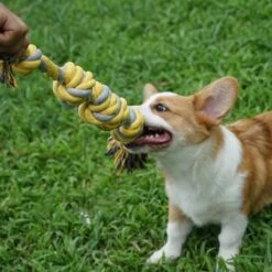 BoDutch Flostouw Hond - Hondenspeelgoed - Trektouw Hond - Hondentouw - Flostouw Hond - 60 Cm - Apporteerspeelgoed - Geel/Grijs 14 BoDutch Flostouw Hond - Hondenspeelgoed - Trektouw Hond - Hondentouw - Flostouw Hond - 60 Cm - Apporteerspeelgoed - Geel/Grijs -Hondenbenodigdheden 1200x1200 2160