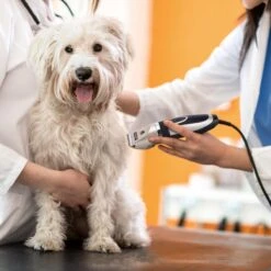 Nobleza Dieren Tondeuse Set - 4 Opzetkammen - Draadloos - Voor Huisdieren Katten & Honden 16 Nobleza Dieren Tondeuse Set - 4 Opzetkammen - Draadloos - Voor Huisdieren Katten & Honden -Hondenbenodigdheden 1200x1200 364