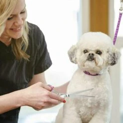 Professor Q - Hondenschaar Krom - Krommende Hondenschaar Links - Professionele Hondenschaar