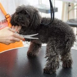 Merkloos Premium Gebogen Trimschaar Honden - Huisdier Trimmen - Hoofd, Poten Ogen & Oren - Kat & Hond Knippen - Veilige Schaar 12 Merkloos Premium Gebogen Trimschaar Honden - Huisdier Trimmen - Hoofd, Poten Ogen & Oren - Kat & Hond Knippen - Veilige Schaar -Hondenbenodigdheden 1200x1200 477