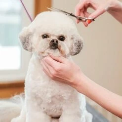 Merkloos Premium Gebogen Trimschaar Honden - Huisdier Trimmen - Hoofd, Poten Ogen & Oren - Kat & Hond Knippen - Veilige Schaar 13 Merkloos Premium Gebogen Trimschaar Honden - Huisdier Trimmen - Hoofd, Poten Ogen & Oren - Kat & Hond Knippen - Veilige Schaar -Hondenbenodigdheden 1200x1200 478