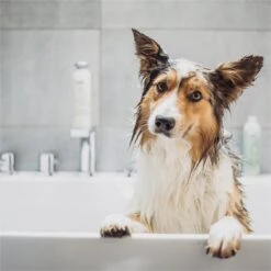 Greenfields Vacht Verzorging Set Voor Honden Shampoo, Conditioner & Droogshampoo 14 Greenfields Vacht Verzorging Set Voor Honden Shampoo, Conditioner & Droogshampoo -Hondenbenodigdheden 1200x1200 546