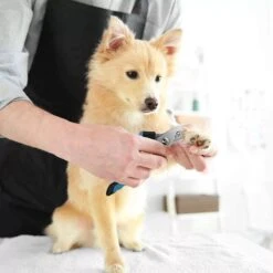 Merkloos Zetamo Professionele Nagelschaar|Nagelschaar Hond | Nagelschaar Kat| Nagelknipper Hond En Kat| Nagelknipper Kat| Nagelknipper Hond|NagelTang Dieren|Poot Verzorging 10 Merkloos Zetamo Professionele Nagelschaar|Nagelschaar Hond | Nagelschaar Kat| Nagelknipper Hond En Kat| Nagelknipper Kat| Nagelknipper Hond|NagelTang Dieren|Poot Verzorging -Hondenbenodigdheden 1200x1200 615