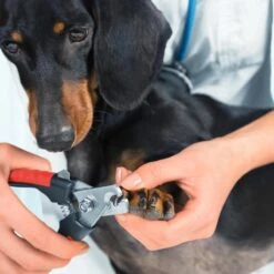 Merkloos Nagelschaar - Nagelschaartje - Nagelknipper - Geschikt Voor Hond Kat Konijn Cavia Vogel - 12 CM 10 Merkloos Nagelschaar - Nagelschaartje - Nagelknipper - Geschikt Voor Hond Kat Konijn Cavia Vogel - 12 CM -Hondenbenodigdheden 1200x1200 620
