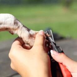 Merkloos Nagelschaar - Nagelschaartje - Nagelknipper - Geschikt Voor Hond Kat Konijn Cavia Vogel - 12 CM 11 Merkloos Nagelschaar - Nagelschaartje - Nagelknipper - Geschikt Voor Hond Kat Konijn Cavia Vogel - 12 CM -Hondenbenodigdheden 1200x1200 621