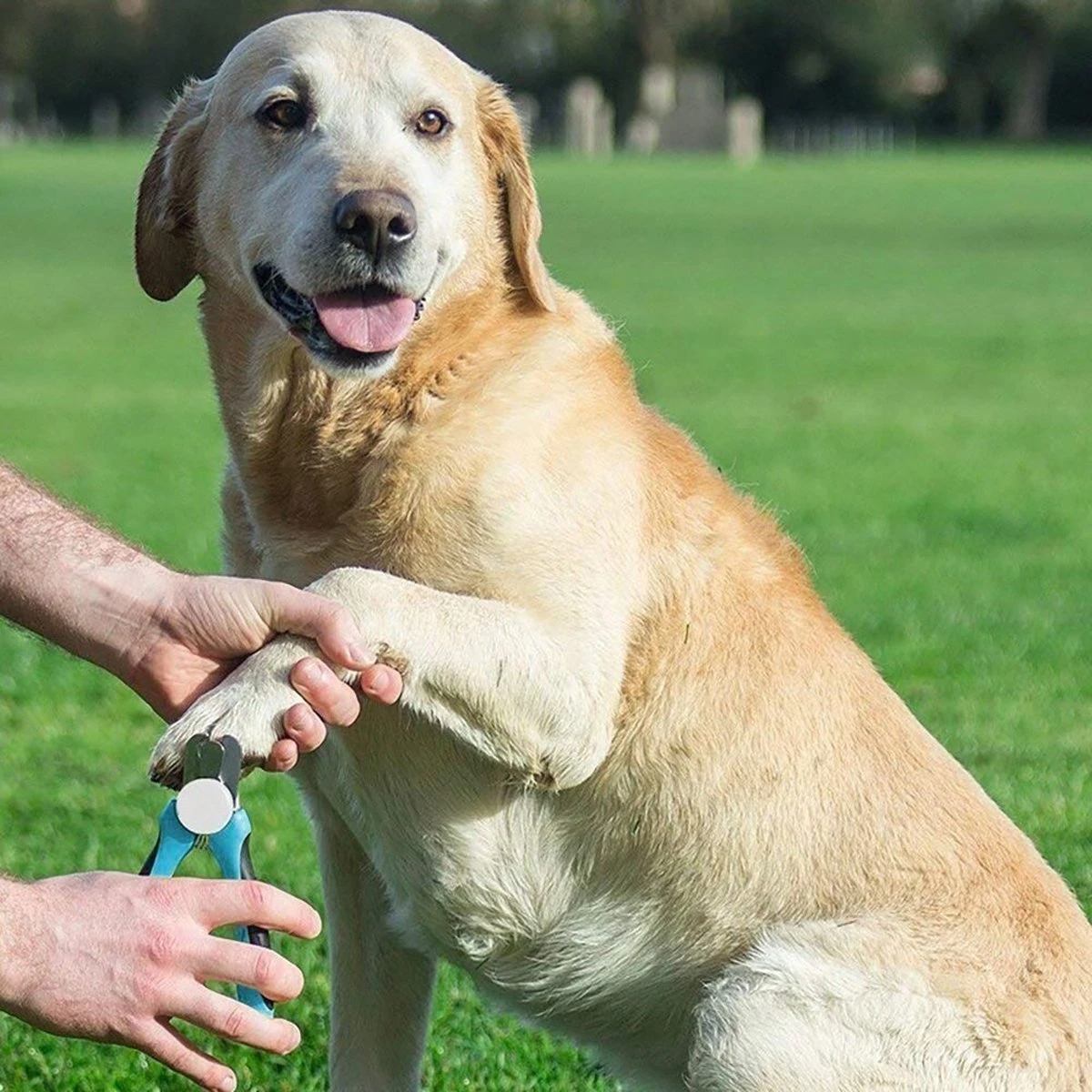 WVspecials® Professionele Dieren Nagelschaar Met Led Licht - Dieren Nagelschaar - Nagelschaar Hond - Honden Nagelknipper - Hondennagels - Honden Knip Schaar - Nageltang - Met LED Licht, Veiligheidsstop En Nagelvijl - Black Friday - Sinterklaas 5 WVspecials® Professionele Dieren Nagelschaar Met Led Licht - Dieren Nagelschaar - Nagelschaar Hond - Honden Nagelknipper - Hondennagels - Honden Knip Schaar - Nageltang - Met LED Licht, Veiligheidsstop En Nagelvijl - Black Friday - Sinterklaas - Afbeelding 3
