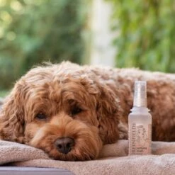 Hondenparfum Spray In 4 Geuren - Greenfields - Alchoholvrije En PH Neutrale Formule Tegen Onaangename Geurtjes - 50ml - Exotic -Hondenbenodigdheden 1200x1200 673